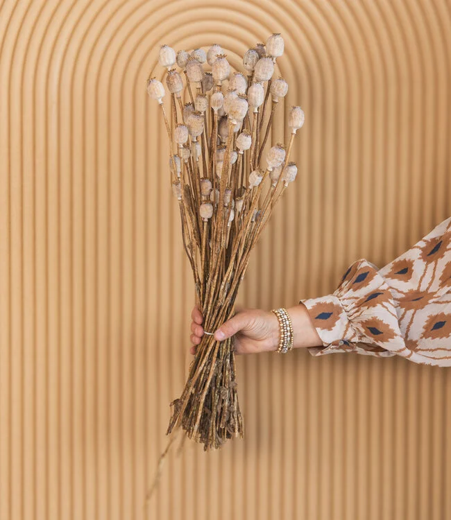 Papaver Somniferum Papaver Somniferum